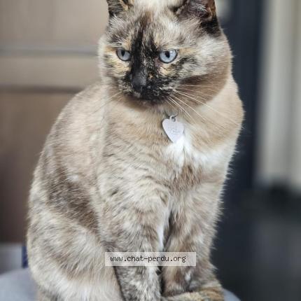 Foto 1/1 Grey's Chat perdido en Lille