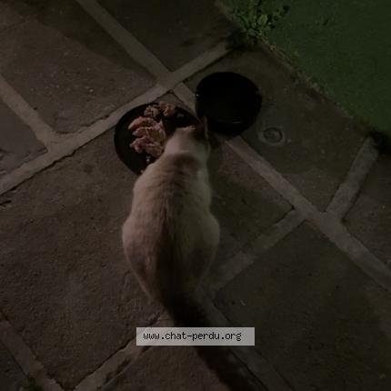 Foto 1/1 Gato encontrado Encontrado en Marignane