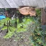 Foto de gato encontrado en Plouha