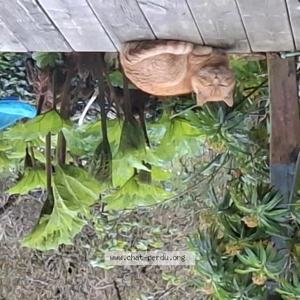 Foto 1/1 Gato encontrado Encontrado en Plouha