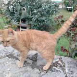 Foto de gato encontrado en Sarlat La Caneda