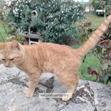 Foto 1/1 Gato encontrado Encontrado en Sarlat la caneda
