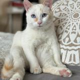 Foto del gato perdido en Douvaine