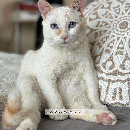 Foto 1/1 Flocon Chat perdido en Douvaine