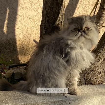 Foto 1/1 Maya Chat perdido en Saint gilles