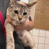 Foto de gato encontrado en Montauban