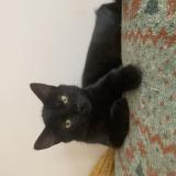 Foto del gato perdido en Saint Andre Lez Lille