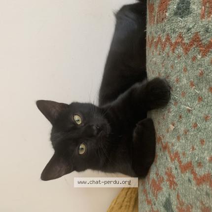 Foto 1/1 NUTS Chat perdido en Saint andre lez lille