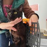 Foto de gato encontrado en Montauban