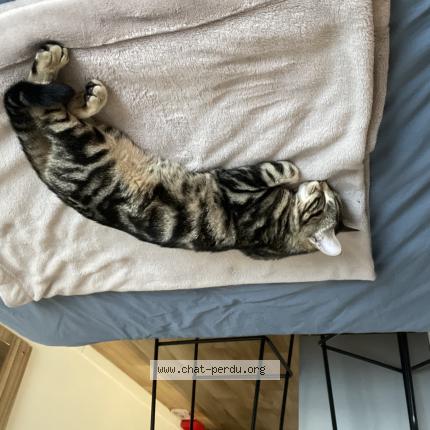 Foto 1/1 Gato encontrado Encontrado en Paris 15eme arrondissement