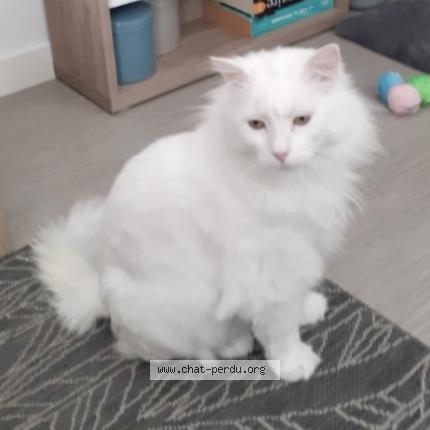 Foto 1/1 Macha Chat perdido en Lys lez lannoy