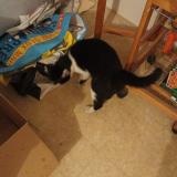 Foto de gato encontrado en Nantes