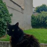 Foto del gato perdido en Nancy