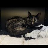 Foto del gato perdido en Rousset