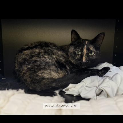 Foto 1/1 Réglisse Chat perdido en Rousset