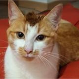 Foto del gato perdido en Bauge En Anjou