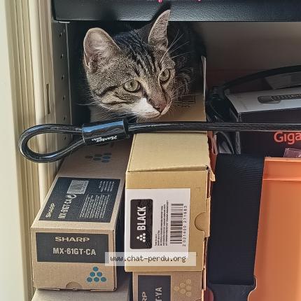 Foto 1/3 Gato encontrado Encontrado en Montreuil