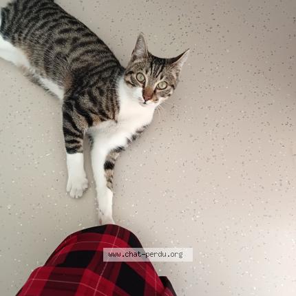 Foto 3/3 Gato encontrado Encontrado en Montreuil