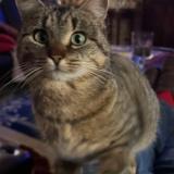 Foto del gato perdido en Rodange