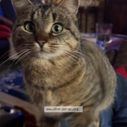 Foto 1/1 Tigger Chat perdido en Rodange