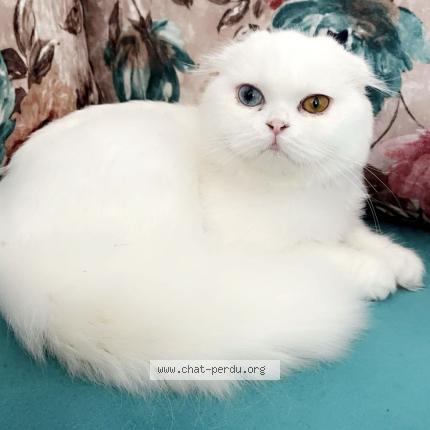 Foto 1/1 Mimi Chat perdido en Bezons