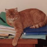 Foto del gato perdido en Neris Les Bains