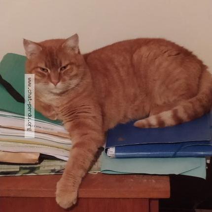 Foto 1/1 Raoul Chat perdido en Neris les bains