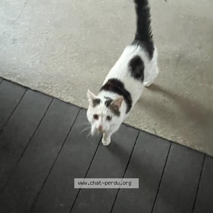 Foto 1/1 Gato encontrado Encontrado en Saint clet