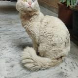 Foto de gato encontrado en Islamabad
