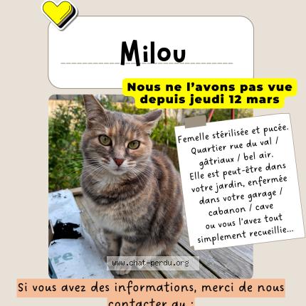 Foto 1/1 Milou Chat perdido en Chanteloup les vignes