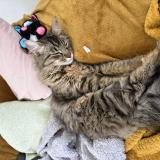 Foto del gato perdido en Puy Leveque