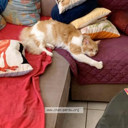 Foto 1/1 Tigrou Chat perdido en Sigean