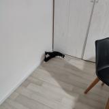 Foto del gato perdido en Bonne