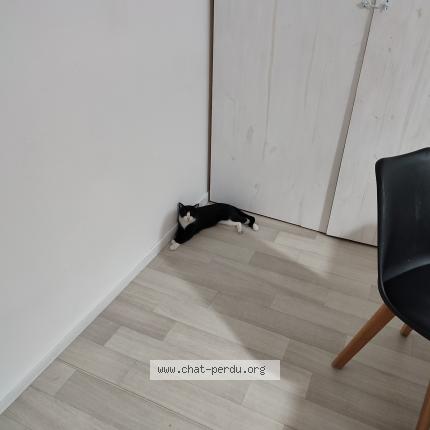 Foto 1/1 Nayo Chat perdido en Bonne