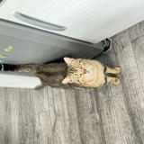 Foto de gato encontrado en Caumont Sur Aure