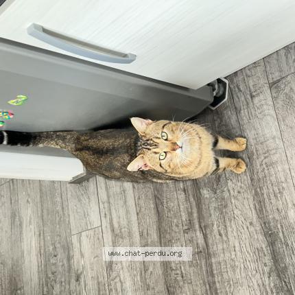 Foto 1/1 Gato encontrado Encontrado en Caumont sur aure