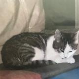 Foto del gato perdido en Pessac