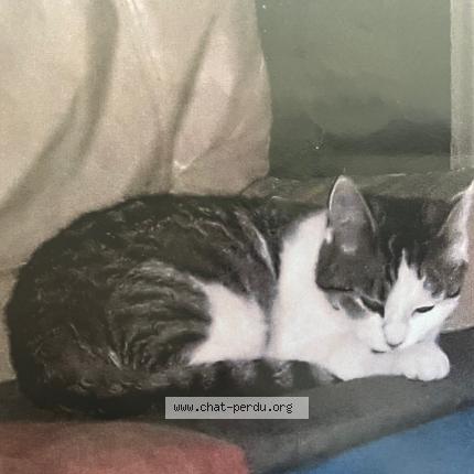 Foto 1/1 AXEL Chat perdido en Pessac