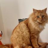 Foto del gato perdido en Mane