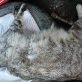 Foto de gato encontrado en Matha