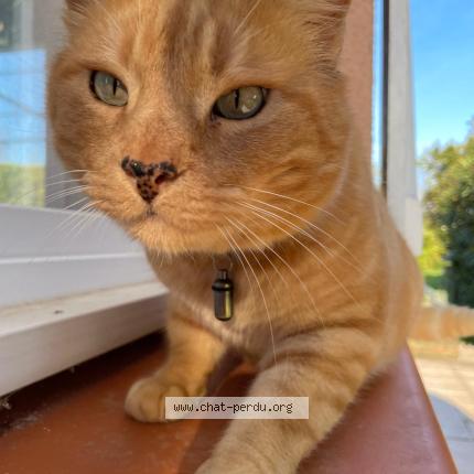 Foto 1/1 Tigrou Chat perdido en Leboulin