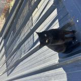 Foto de gato encontrado en Binic