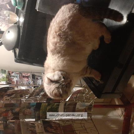 Foto 1/1 Gato encontrado Encontrado en Lourmais