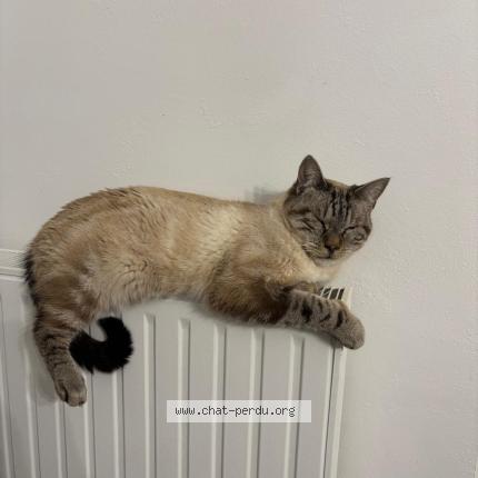 Foto 1/1 Orion Chat perdido en Albi