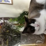 Foto del gato perdido en Clapiers