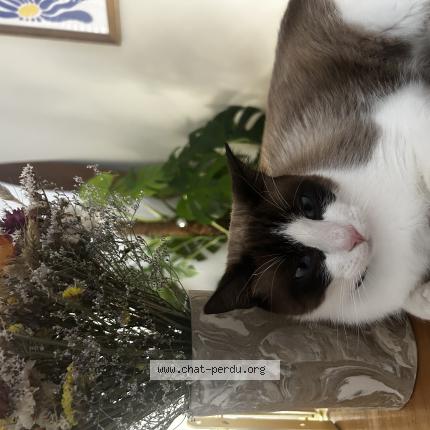 Foto 1/1 L&eacute;o Chat perdido en Clapiers