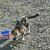 Foto de gato encontrado en La Chapelle Saint Aubert