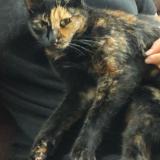 Foto del gato perdido en Villemade