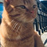 Foto del gato perdido en Chaffois