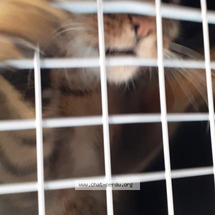 Foto 1/1 Gato encontrado Encontrado en Clavoillon